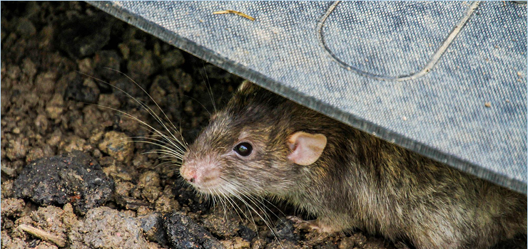 Rectangle 42643781 (15)